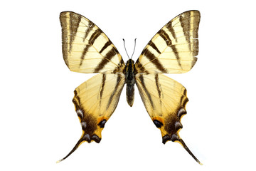 Naklejka premium colorful butterfly isolated on white