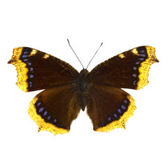 colorful butterfly isolated on white