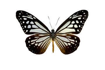 colorful butterfly isolated on white