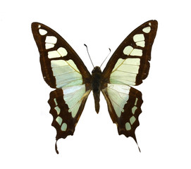 Obraz premium colorful butterfly isolated on white