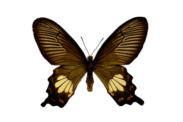 Fototapeta premium colorful butterfly isolated on white