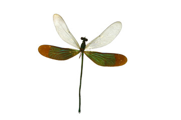 close up dragon fly isolated on white