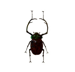 beetle isolated on white background