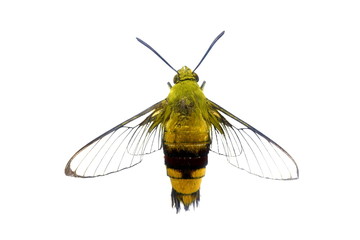 colorful butterfly isolated on white
