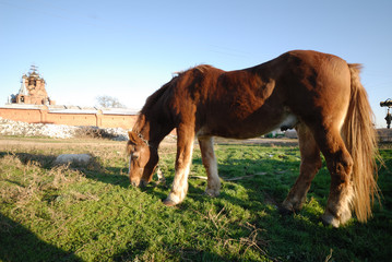 Obraz premium St. Michael Pelageevsky convent.