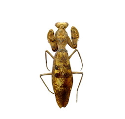 big grasshopper isolated on white background