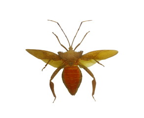 Close up Hemiptera , insect isolated on white