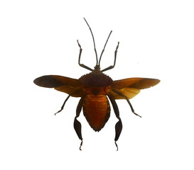 Close up Hemiptera , insect isolated on white