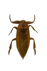 beetle isolated on white background