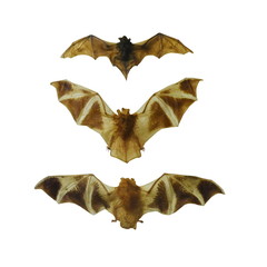 fruit bat set isolated on white - 79429605