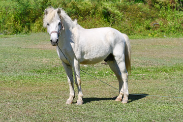 Obraz premium beautiful white horse feeding in a green pasture