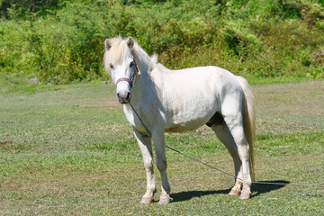 Obraz na płótnie Canvas beautiful white horse feeding in a green pasture
