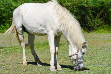 Obraz na płótnie Canvas beautiful white horse feeding in a green pasture