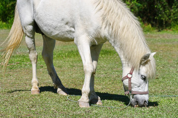 Naklejka na ściany i meble beautiful white horse feeding in a green pasture