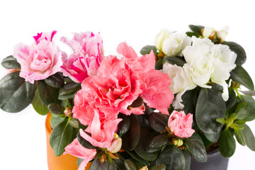 Naklejka na ściany i meble Three blossoming mini-azaleas of different color