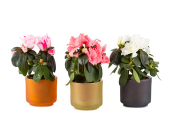 Three blossoming mini-azaleas of different color