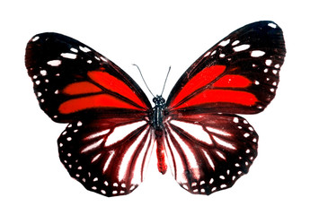 colorful butterfly isolated on white