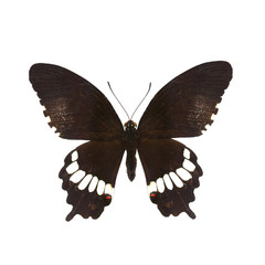 Obraz premium colorful butterfly isolated on white