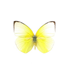 colorful butterfly isolated on white