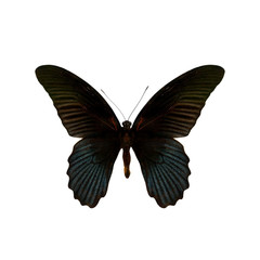 Obraz premium colorful butterfly isolated on white