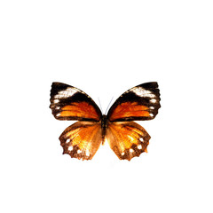 Obraz premium colorful butterfly isolated on white