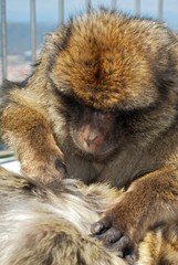 Barbary apes, Gibraltar © Arena Photo UK