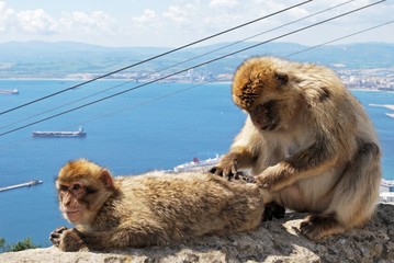 Barbary apes, Gibraltar © Arena Photo UK