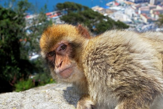 Barbary ape, Gibraltar © Arena Photo UK