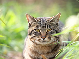 草むらの猫