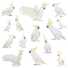 Obraz premium Sulphur-crested Cockatoo, isolated on white