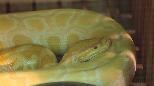 golden albino python in cage