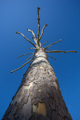 Fototapeta premium strange leafless tree in blue sky