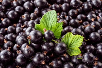 Fototapeta premium Black currant. Berry background