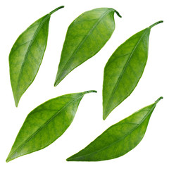Citrus leaves isolated on a white background