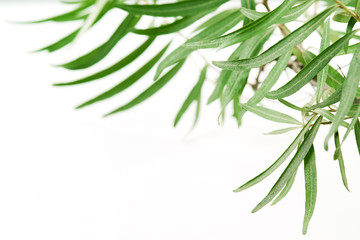 Olive tree. Branch on a white background