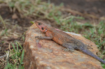 Agama