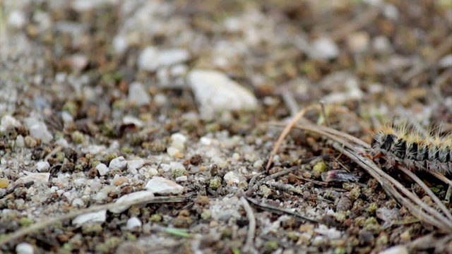 Pine processionary (Species: Thaumetopoea pityocampa).