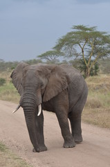 Obraz na płótnie Canvas elefante maschio