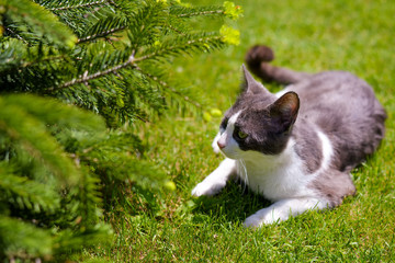 Gray and white cat sit in the grass near a tree