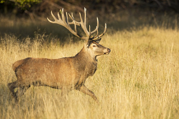 Naklejka na ściany i meble Red deer during the rut season