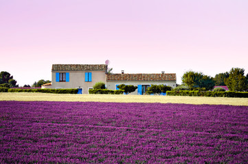 lavender fields and farm