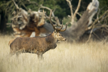Red deer during the rut season