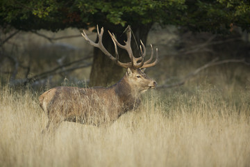 Red deer during the rut season