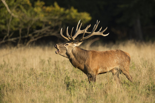 Red deer during the rut season