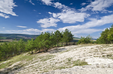 Fototapeta premium Sunny Blue Sky, Meadow and a tree near the village Katselovo