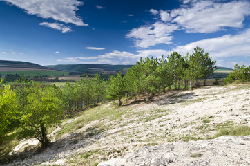 Fototapeta na wymiar Sunny Blue Sky, Meadow and a tree near the village Katselovo