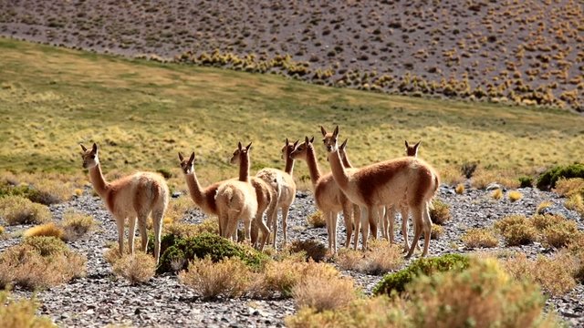 Wild guanacos in the Patagonia, Argentina