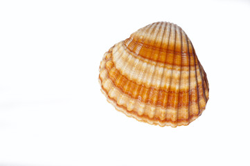 Orange seashell
