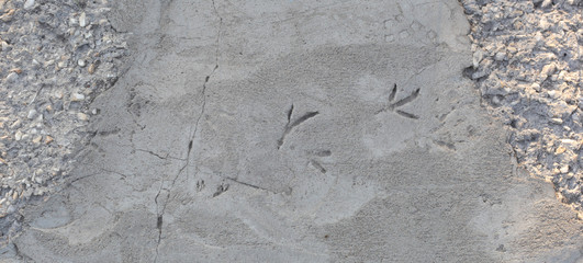 Birds imprints