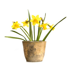 Pot of daffodils, isolated on white background